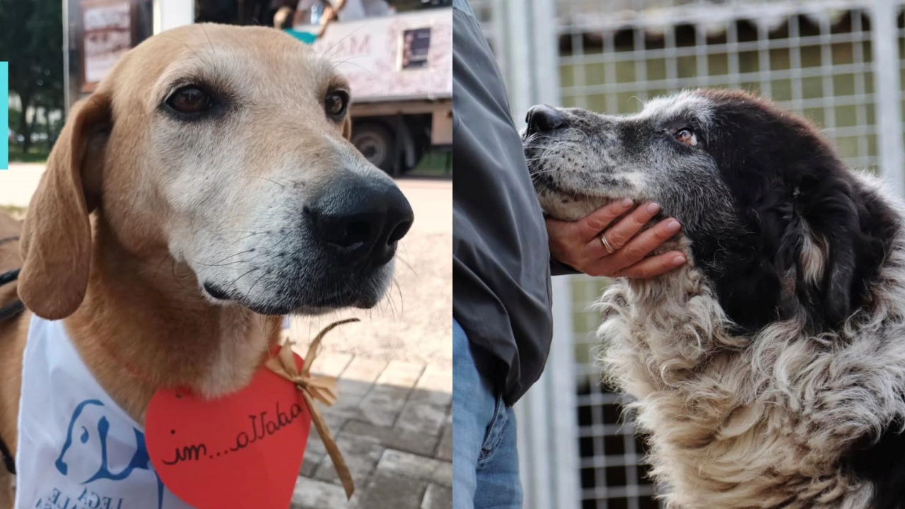 cibo gratis per chi adotta cane anziano