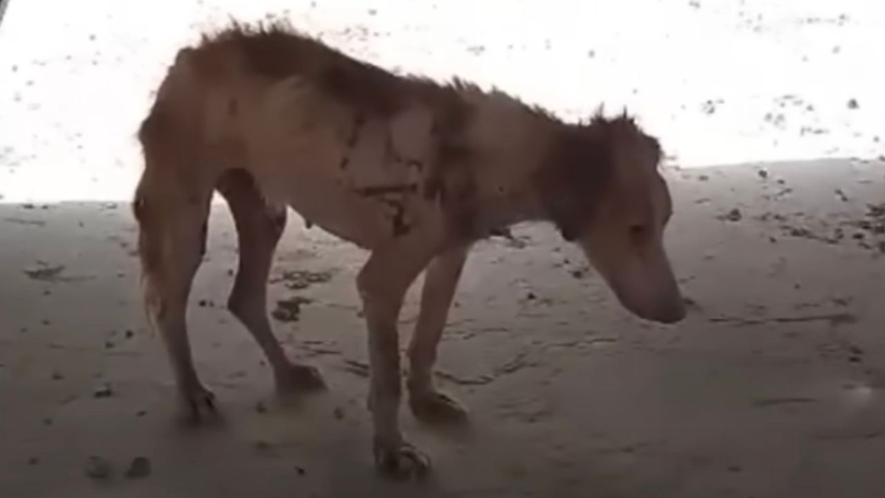 Cagnolina vittima di abbandono