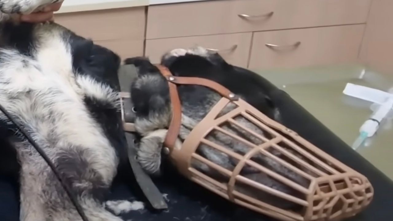 Cagnolina dal veterinario