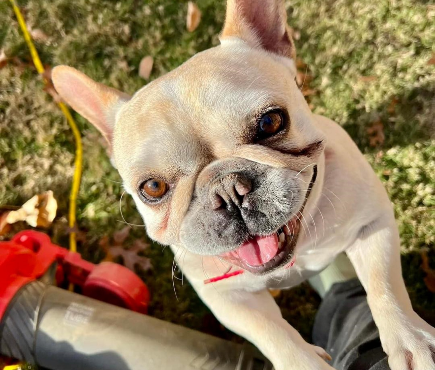 chiede di sopprimere il suo cane