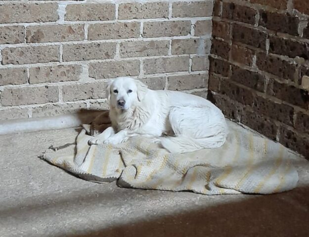 La faccia di questo cane del rifugio è entusiasta “solo” per una passeggiata: non sa che presto potrebbe non avere più una casa