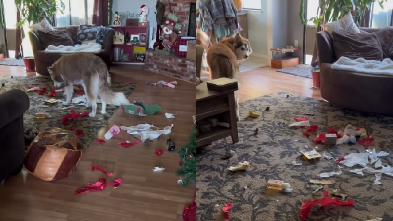 cane distrugge i regali di Natale
