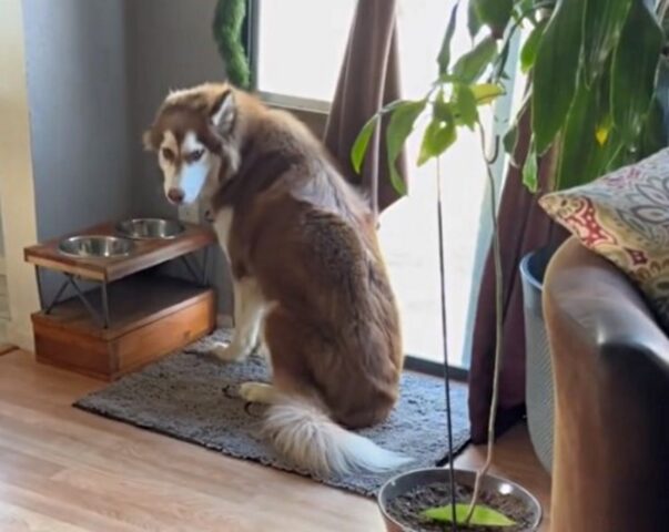 La mamma umana di questo Husky cattura il momento in cui decide di distruggere i regali di Natale