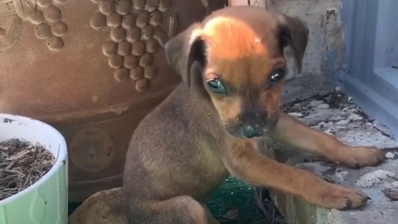 Cucciola di cane in braccio