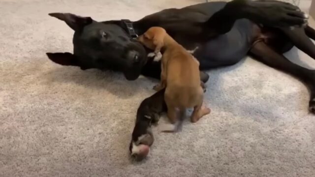 La piccolissima cucciola sbircia da una finestra e trova un alano: è amore a prima vista