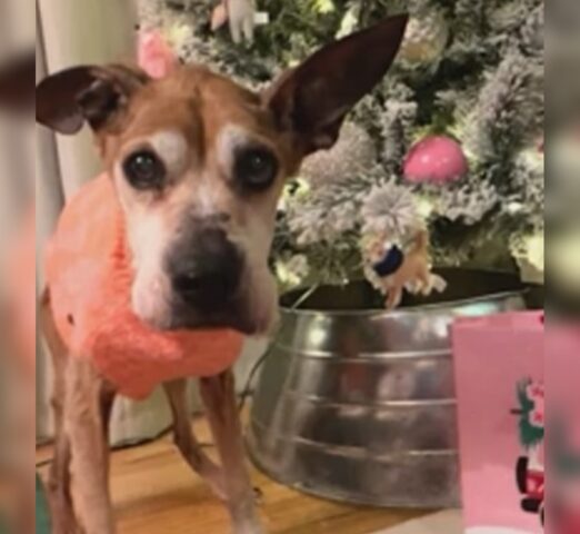 La proprietaria di questo cane rivela lo straziante motivo per cui gli farà aprire i regali di Natale in anticipo