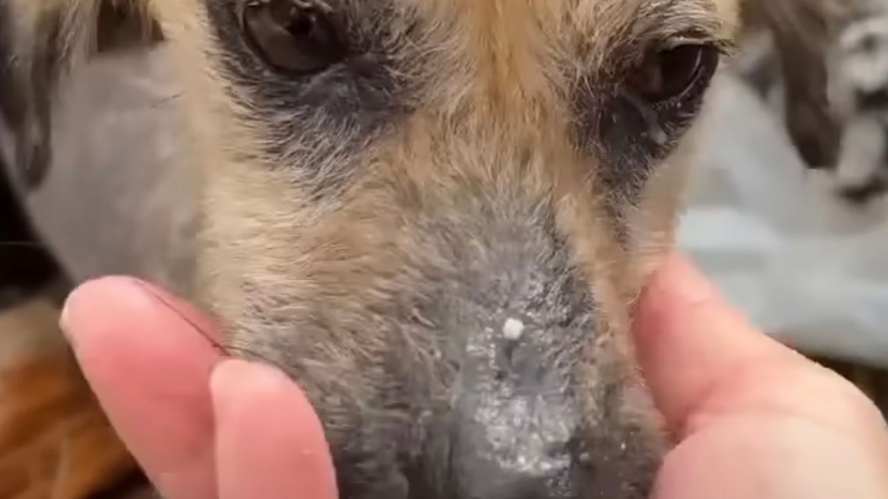 Sguardo triste cagnolina