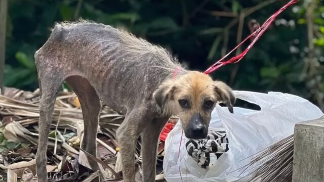 Legata alla corda, malata di cancro, questa cagnolina sembrava aspettare che la sua vita finisse