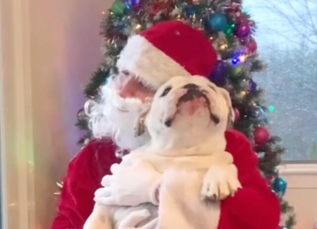 L’incontro fra il Bulldog e Babbo Natale vi farà venire (ancora più) voglia che sia già Natale