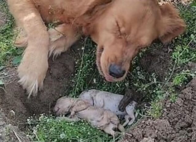 Lo straziante momento in cui la mamma Golden Retriever non riesce a dire addio ai suoi cuccioli che non ci sono più