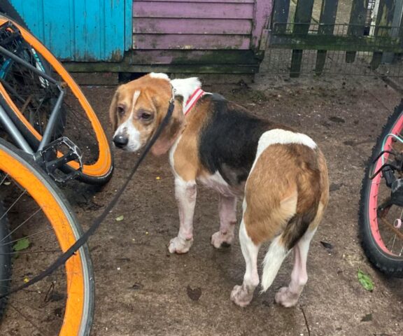 Malato e abbandonato in campagna, questo cane è ritornato alla vita in una maniera commovente