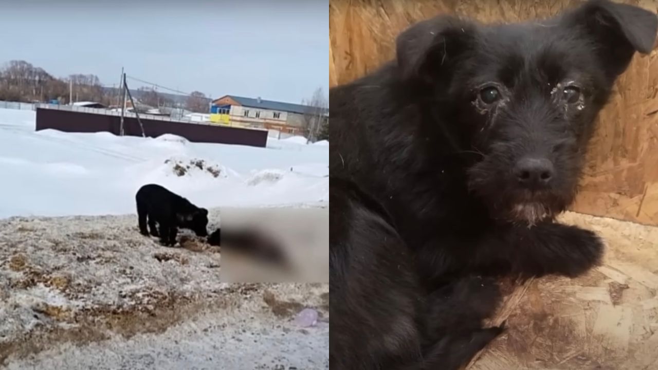 Cagnolina nera triste per aver perso la mamma