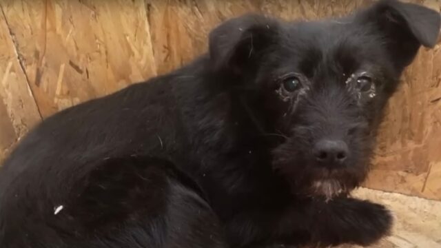 Nel freddo più intenso, la cagnolina provava a svegliare la sua mamma e non riusciva a lasciarla andare