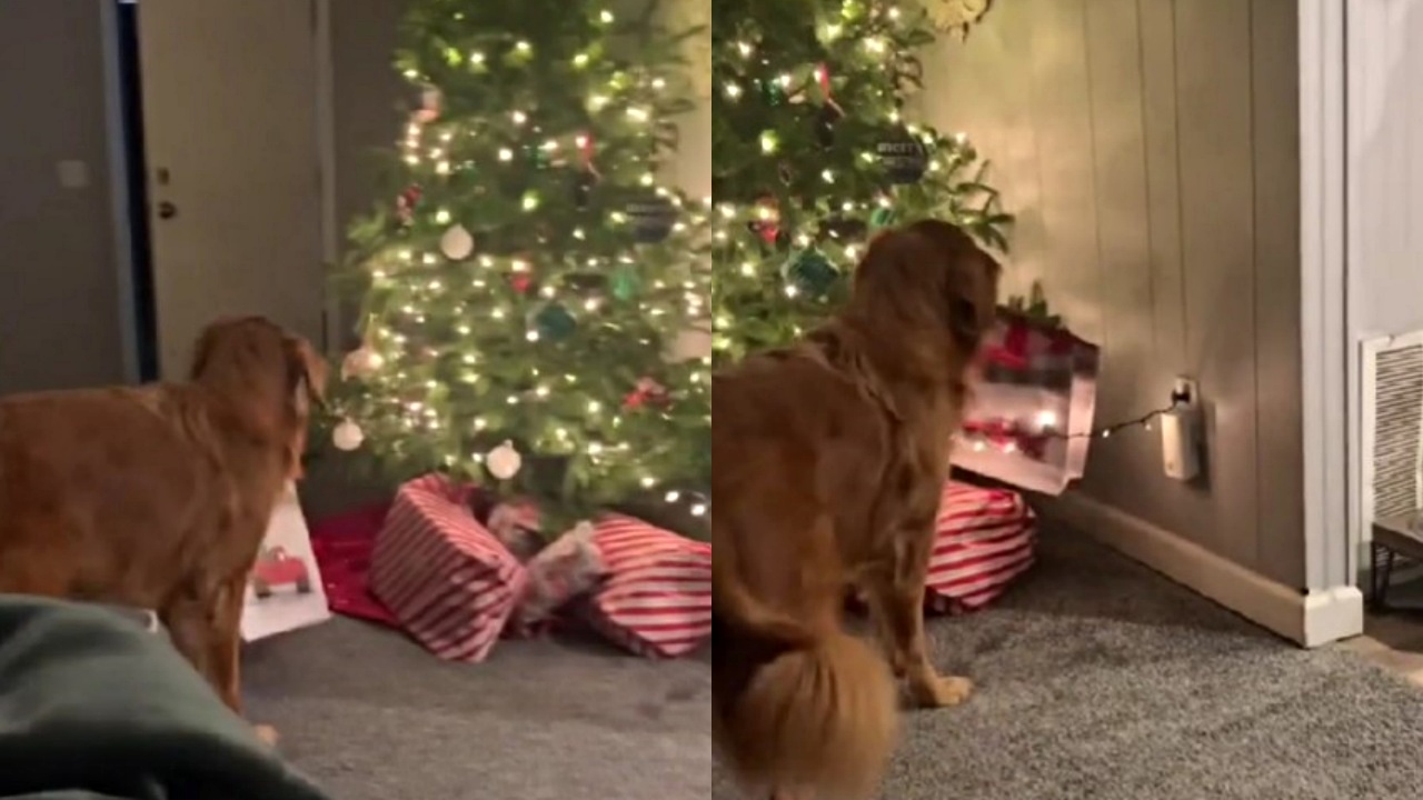 Golden Retriever scarta il suo regalo di natale