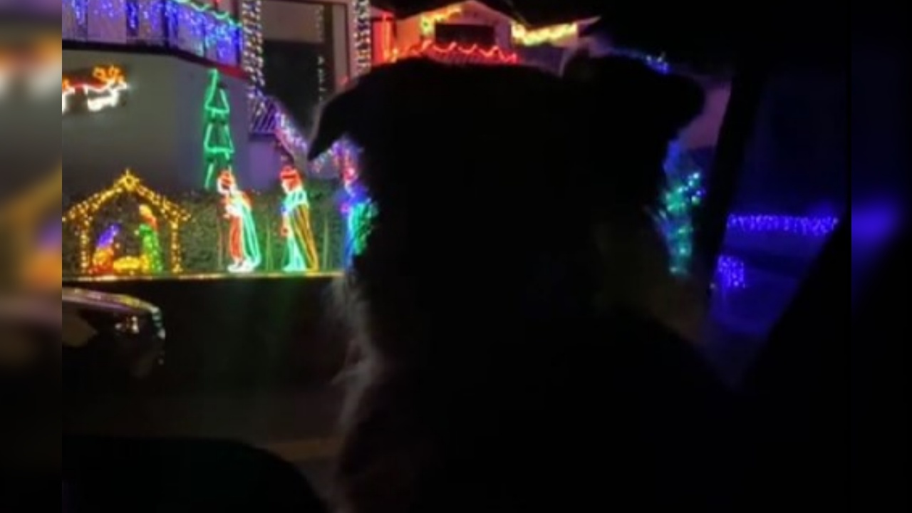cane contro le lucine natalizie