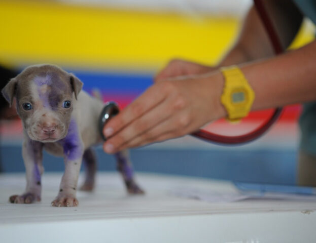 Non lasciare solo il tuo cane dal veterinario: la scienza dice che ha davvero bisogno di te