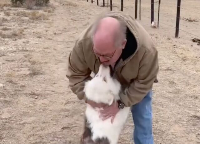 Non se lo aspettava: ritrova il suo cane sordo e cieco dopo un lungo anno di separazione