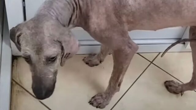 Nonostante i dolori subiti nel corso della sua vita, questo cane non si è arreso e si è trasformato