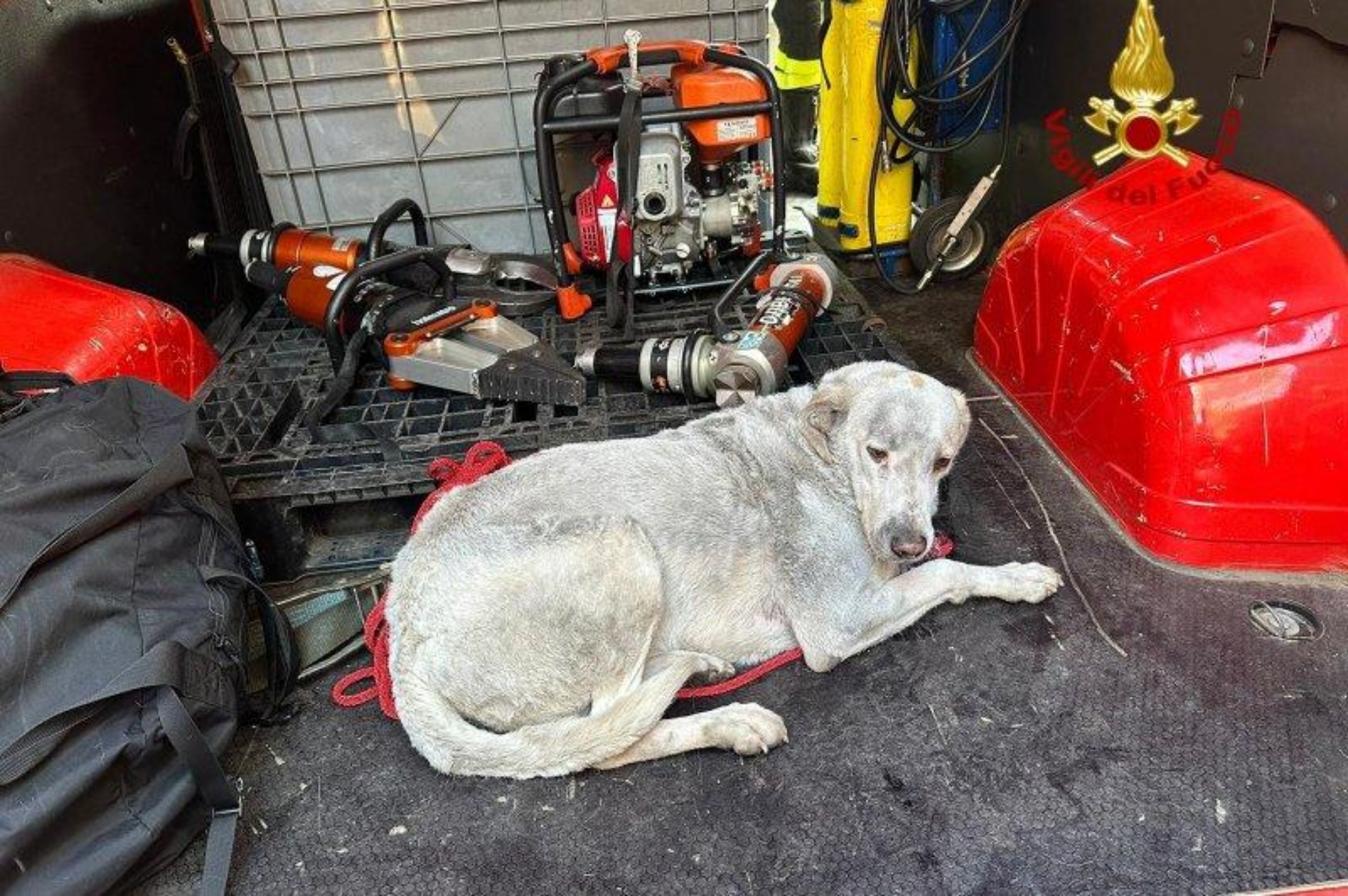 pompieri salvano cane a torino