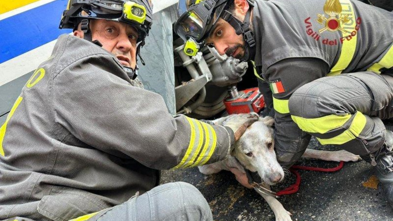 cane salvato dai pompieri torino