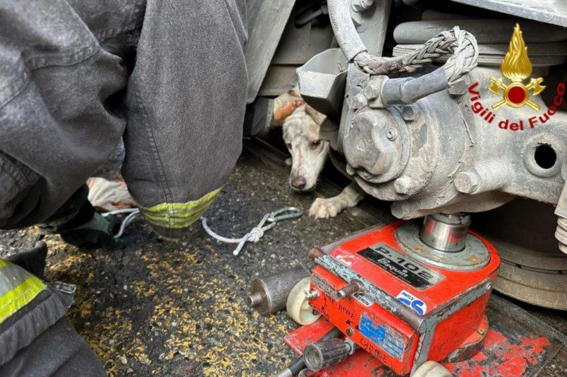 cane sotto il tram