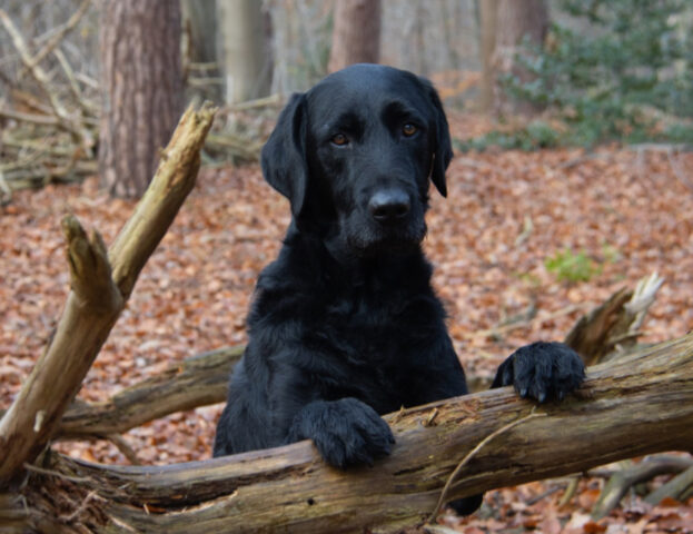 Purtroppo è così: queste sono le razze di cani che vengono abbandonate più spesso in assoluto