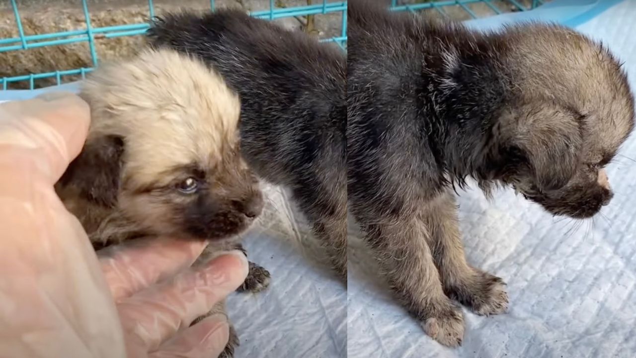 Cuccioli di cane