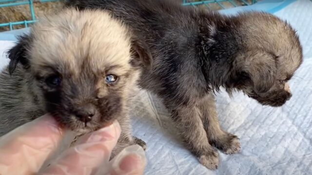 Quando hanno salvato i due cuccioli, hanno scoperto cosa avevano e pensavano di non poterli salvare