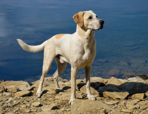 Questi sono i nomi di cani preferiti dagli italiani nel 2023: c’è anche quello del tuo?