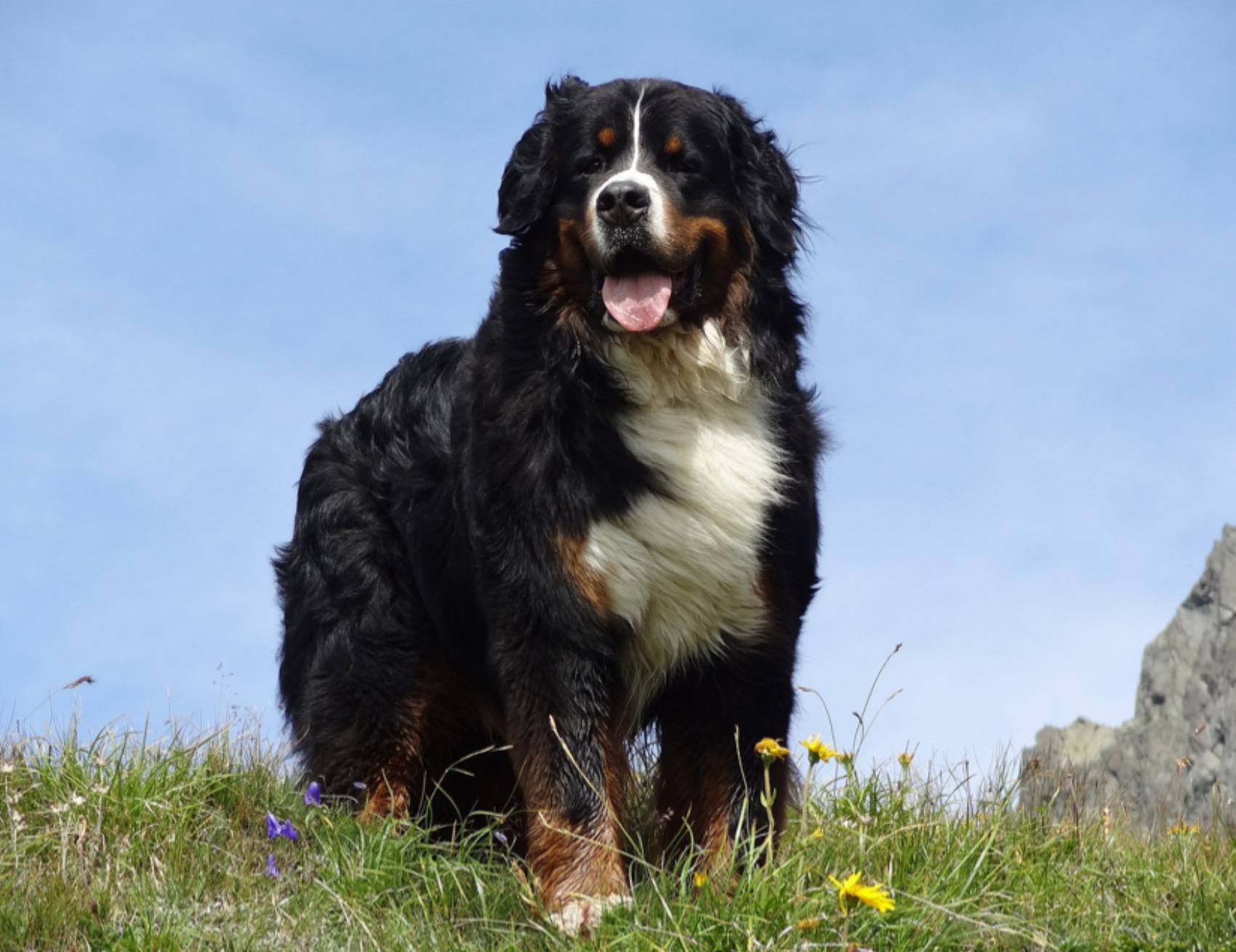 Cane guarda avanti