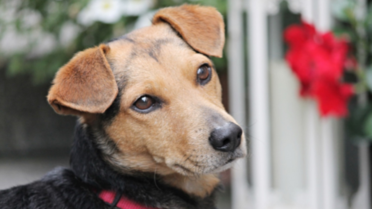 Cane guarda a lato