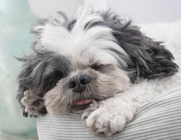 Questi sono i (veri) motivi per cui il cane dorme con il sedere proprio rivolto verso di te