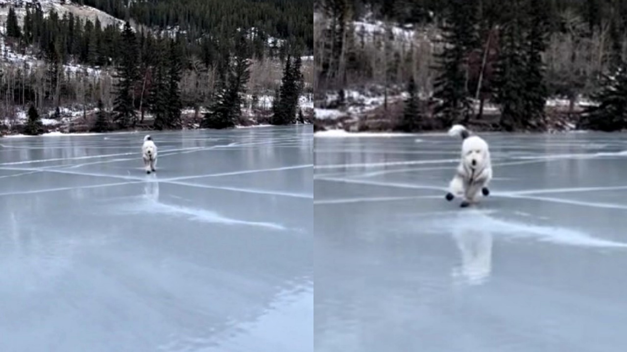 cane che danza sul ghiaccio