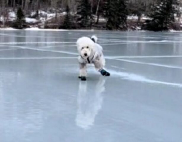 Questo cane sta facendo impazzire tutti facendo una particolare “danza irlandese” sul ghiaccio