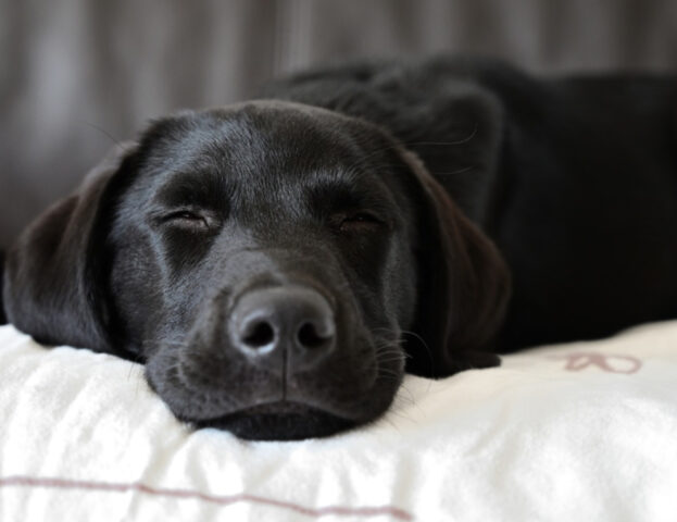 Sì, davvero: secondo la scienza ci sono delle razze di cani che hanno problemi a dormire