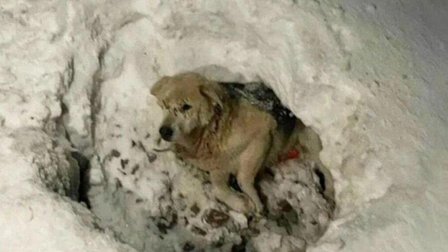cagnolina nella neve