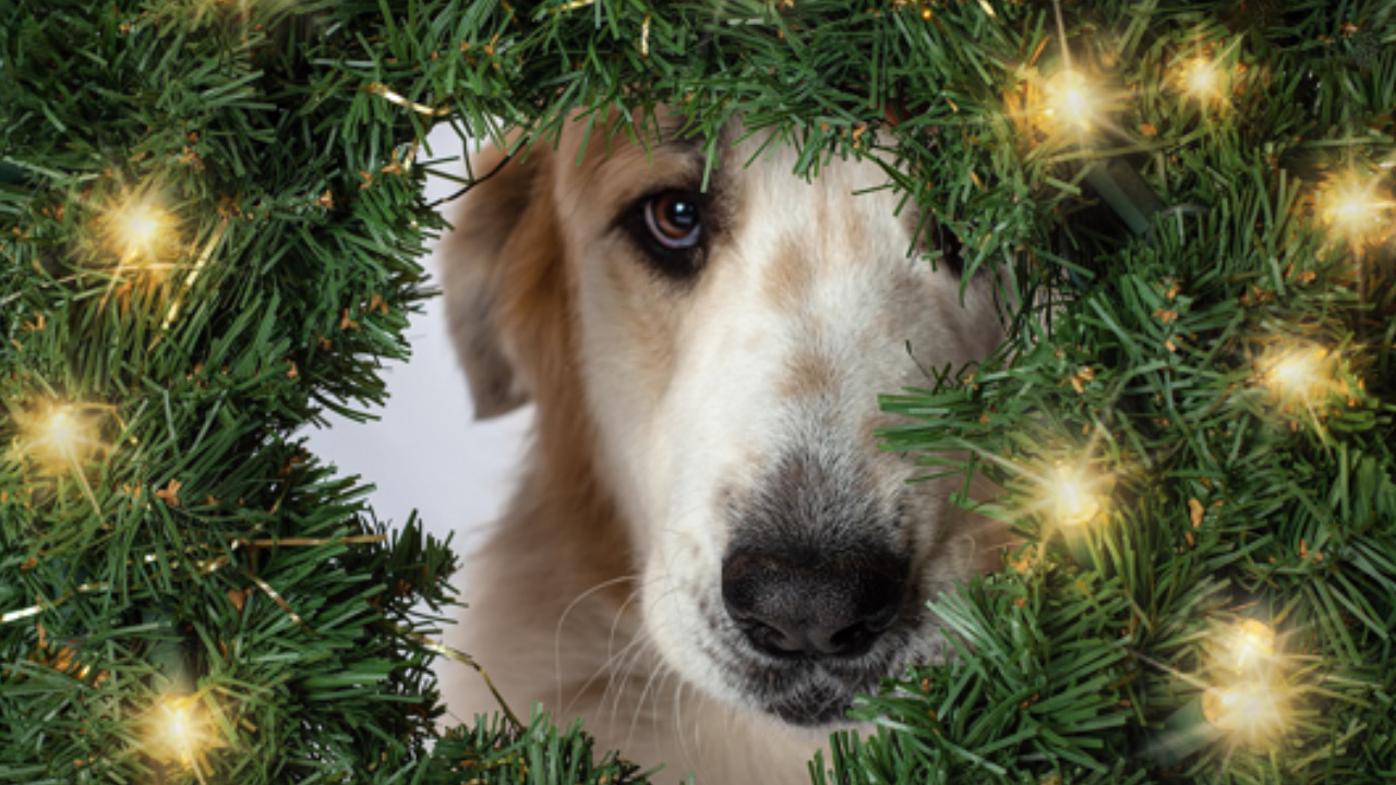 Cane guarda l’albero