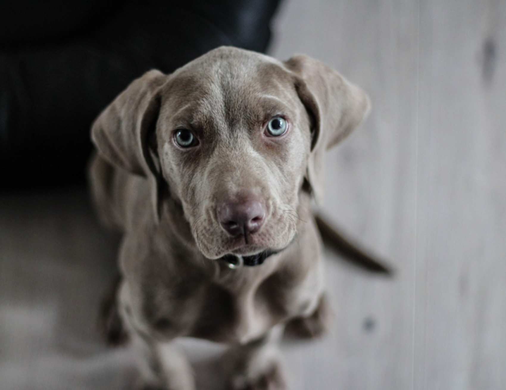 Cane guarda avanti