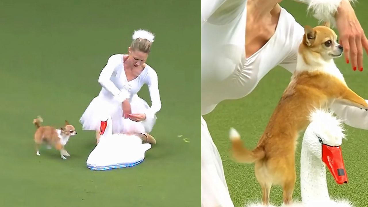 Chihuahua esegue una coreografia di ballo