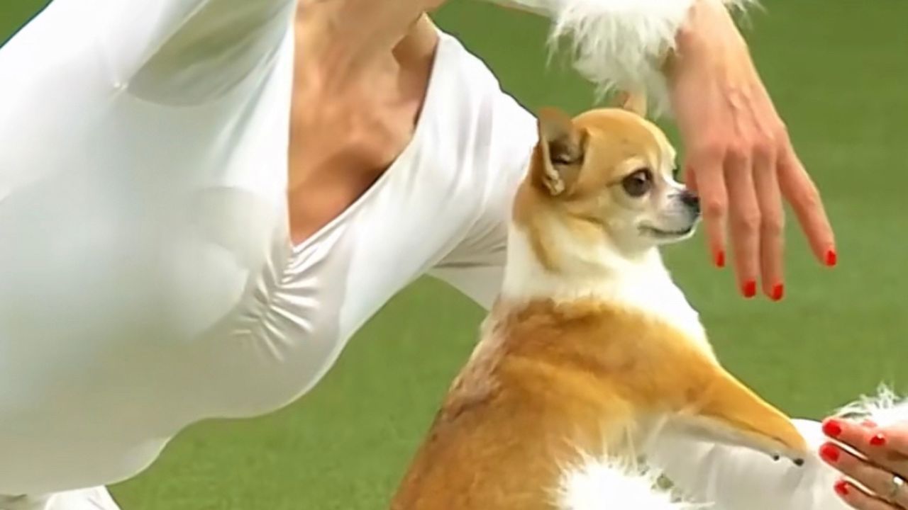 Chihuahua ballerino