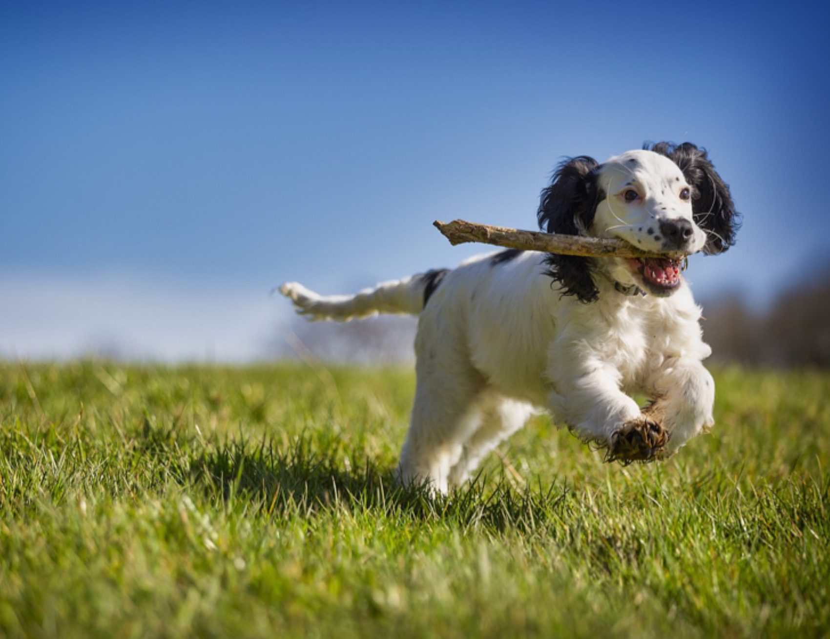 Cane corre