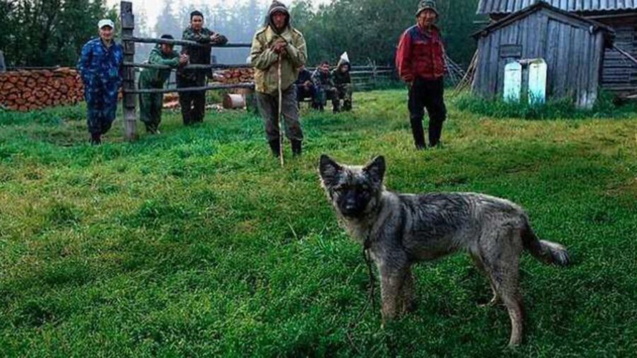 cane incredibile