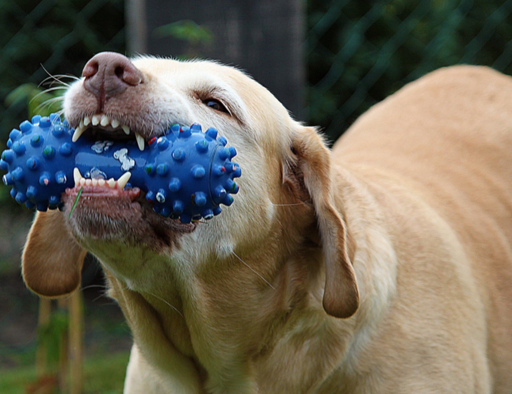 Cane ha una pallina 