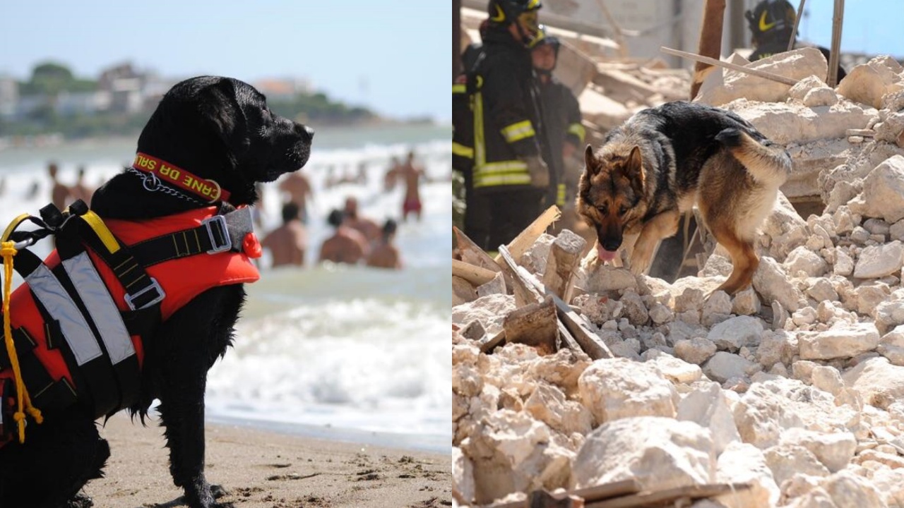 video provocatorio su cane da salvataggio