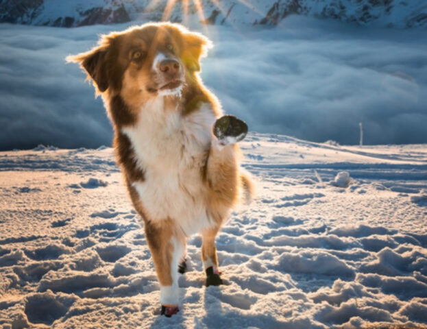 Vere icone! Queste foto di cani in posa fanno impallidire qualsiasi supermodella