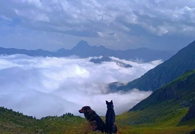 Vittime di un cacciatore: i cani Argo e Fiamma hanno lasciato questo mondo per una vera ingiustizia