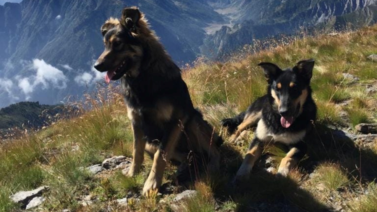 argo e fiamma due cani uccisi da un cacciatore