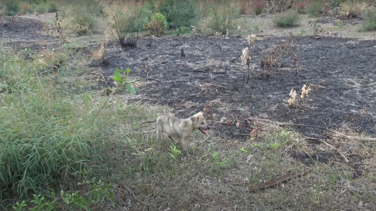 Cucciolo di cane solo