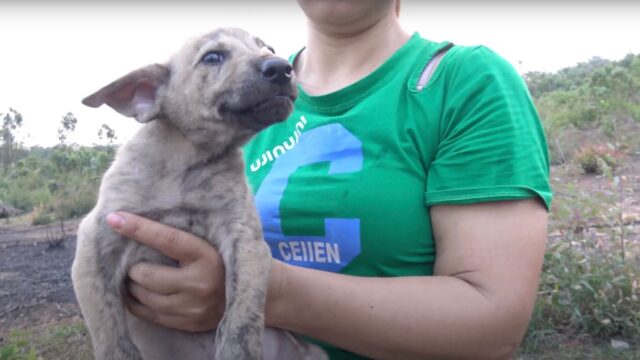 Viveva da solo e negli stenti: quando il cucciolo di cane è stato salvato non poteva crederci