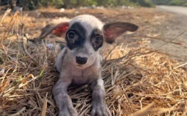 L’uomo gentile incontra un’adorabile cucciola per strada e decide di darle una casa per tutta la vita (VIDEO)